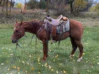 घोड़ा, Quarter Horse — फ़ोटो 3