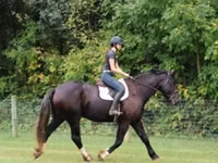 Cheval, Percheron — photo 7