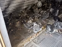 Chickens — photo 3