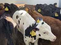 Rinder (Partie, Geschlecht nicht angegeben), Simmental cattle — Foto 4