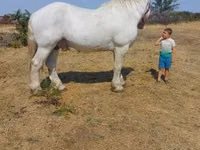 Cheval, Percheron — photo 2