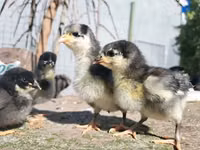 Gallinas Shamo — foto 6