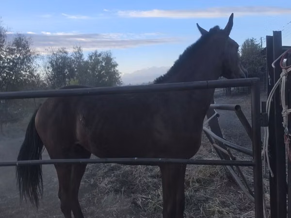 Horse (M), Thoroughbred horse