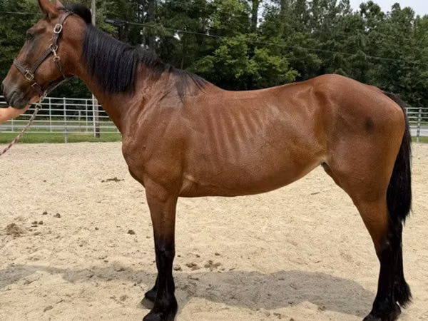 母马, Horses