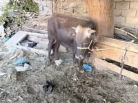 Toro, Ganado vacuno — foto 3