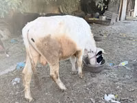 Toro, Ganado vacuno — foto 1