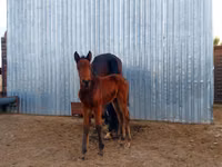 Mare, Arabian horse — photo 2