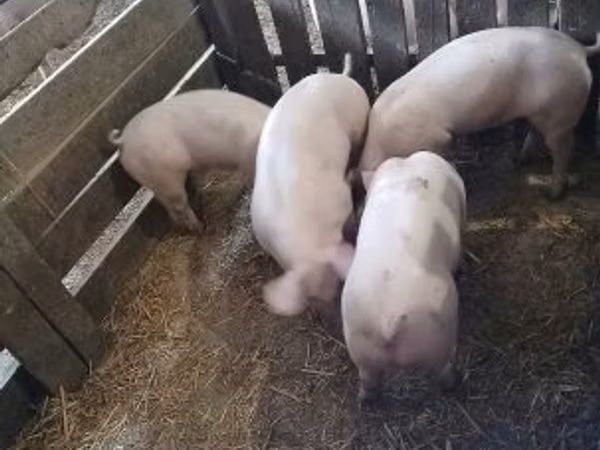 Pigs (batch, sex not specified), 