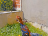 Chickens — photo 3