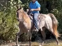 Cheval, Rocky Mountain Horse — photo 6