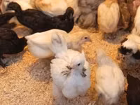 Chickens — photo 2