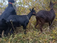 Goat, Murcia-Granada goats — photo 5