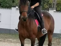 Yegua, Hungarian horse breed — foto 1