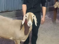 母羊, Rhon sheep — 照片 5