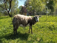 Chèvre, Kejobong goat — photo 1