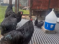 Araucana — foto 2