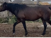 حصان, Kushum Horse — الصورة 2