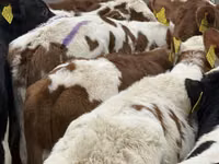 Rinder (Partie, Geschlecht nicht angegeben), Simmental cattle — Foto 4
