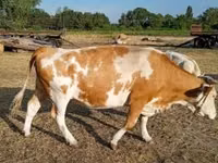 Cow, Simmental cattle — photo 1