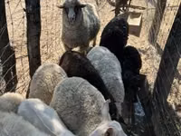Schaf, Merino sheep — Foto 7