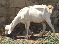 Chèvre, Saanen goat — photo 1