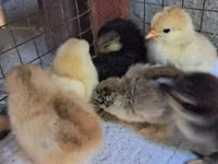 Pekin Bantam — photo 2