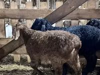 Bélier, Baerchuke sheep — photo 2