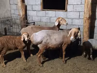 Brebis, Moutons — photo 2