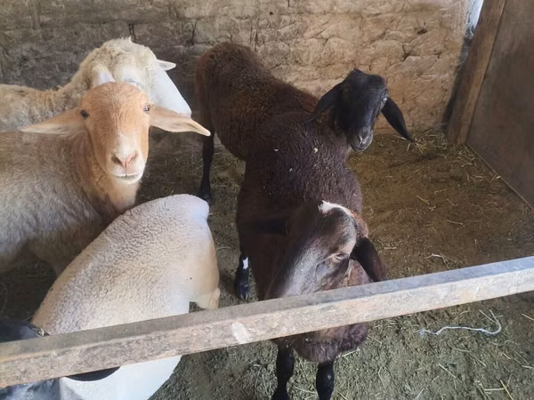 نعجة, Tian-Shan semifinewool sheep