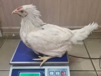 मॉस्को ब्लैक — फ़ोटो 2