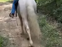 حصان, Kentucky mountain daddle horse — الصورة 2