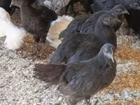 Ayam Cemani — photo 4