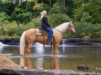 Cheval, Palomino — photo 2