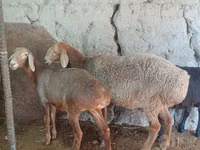 Brebis, Afghan Arabi sheep — photo 2