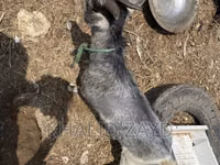 母山羊, West African dwarf goats — 照片 3