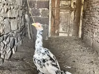Chickens — Foto 2