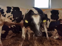 Bulle, Simmental cattle — Foto 5