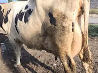 Kuh, Swiss cattle — Foto 4