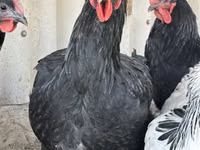 جيرسي جاينت — الصورة 2