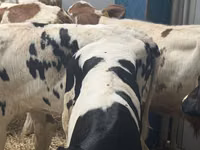 أبقار (دفعة، الجنس غير محدد), Simmental cattle — الصورة 7