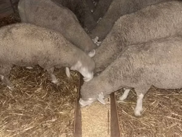 公羊, Ile-de-France sheep