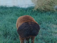 Carnero, Qashqai sheep — foto 3