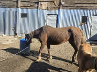 Stute, Altai horse — Foto 3