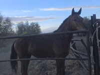 Hengst, Thoroughbred horse — Foto 2