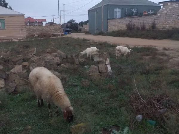 Moutons (lot, sexe non indiqué), Moutons