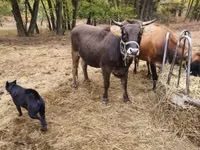 Vache, Race brune des Carpates — photo 4