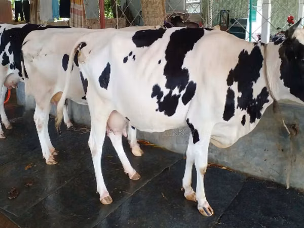 Kuh, Holstein-Rasse