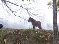 公马, Horses — 照片 5