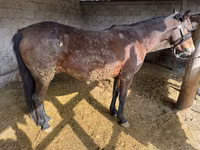 Mare, Horses — photo 1