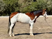 Cheval, American paint horse — photo 1